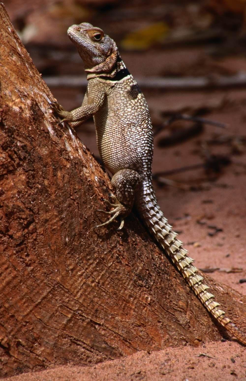 Madagascar Collared Iguanid