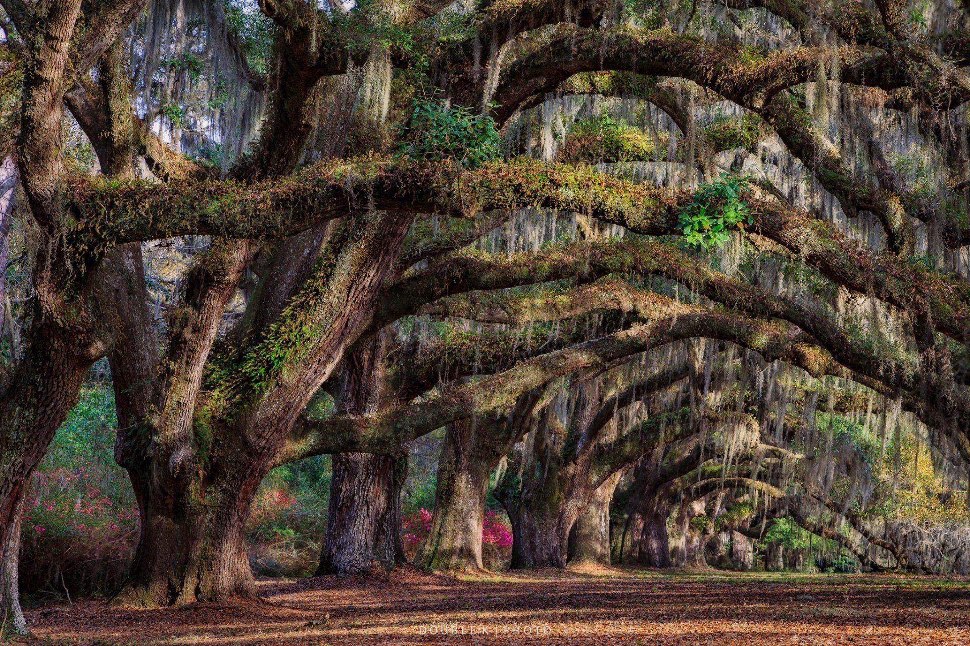 united states state south carolina charleston tree spring HD wallpapers