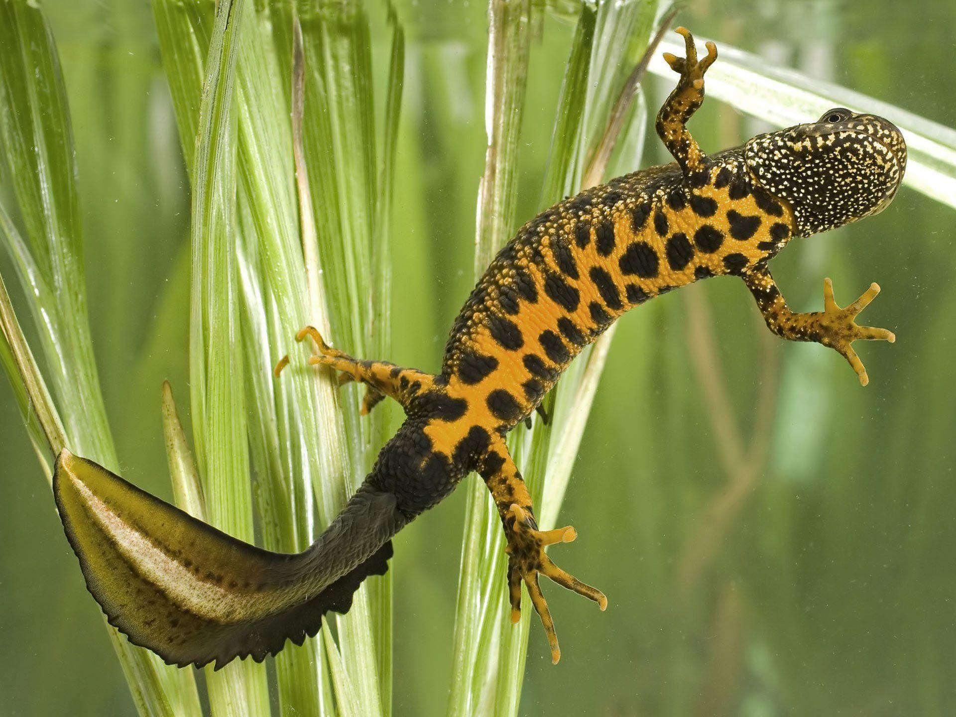 10 Salamander HD Wallpapers