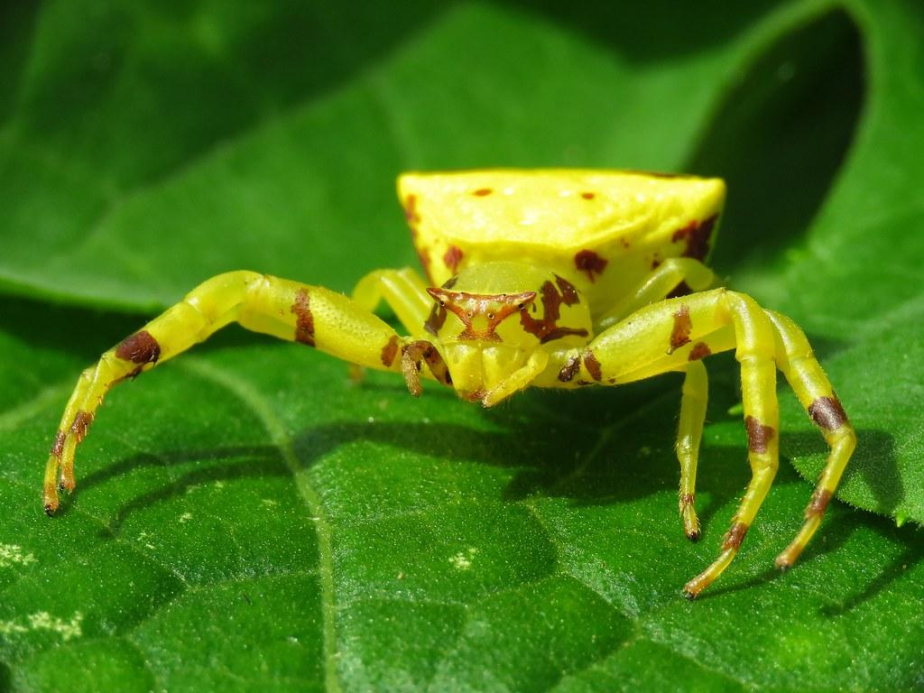 Crab Spider