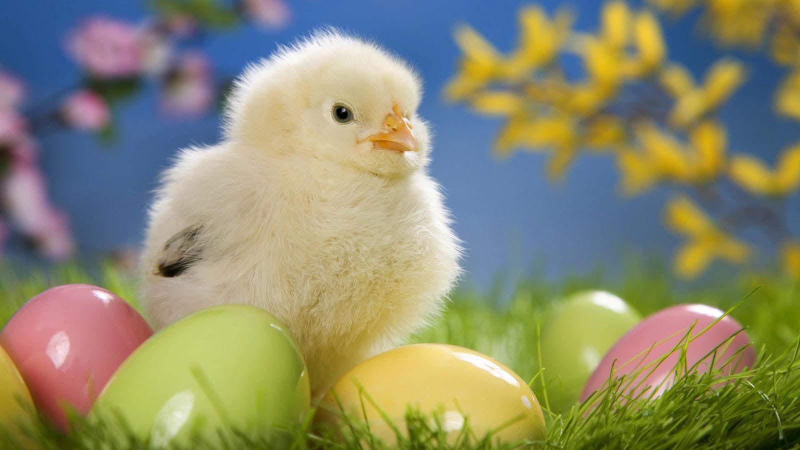 Cute Hen Chick with Colorful Eggs Wallpapers