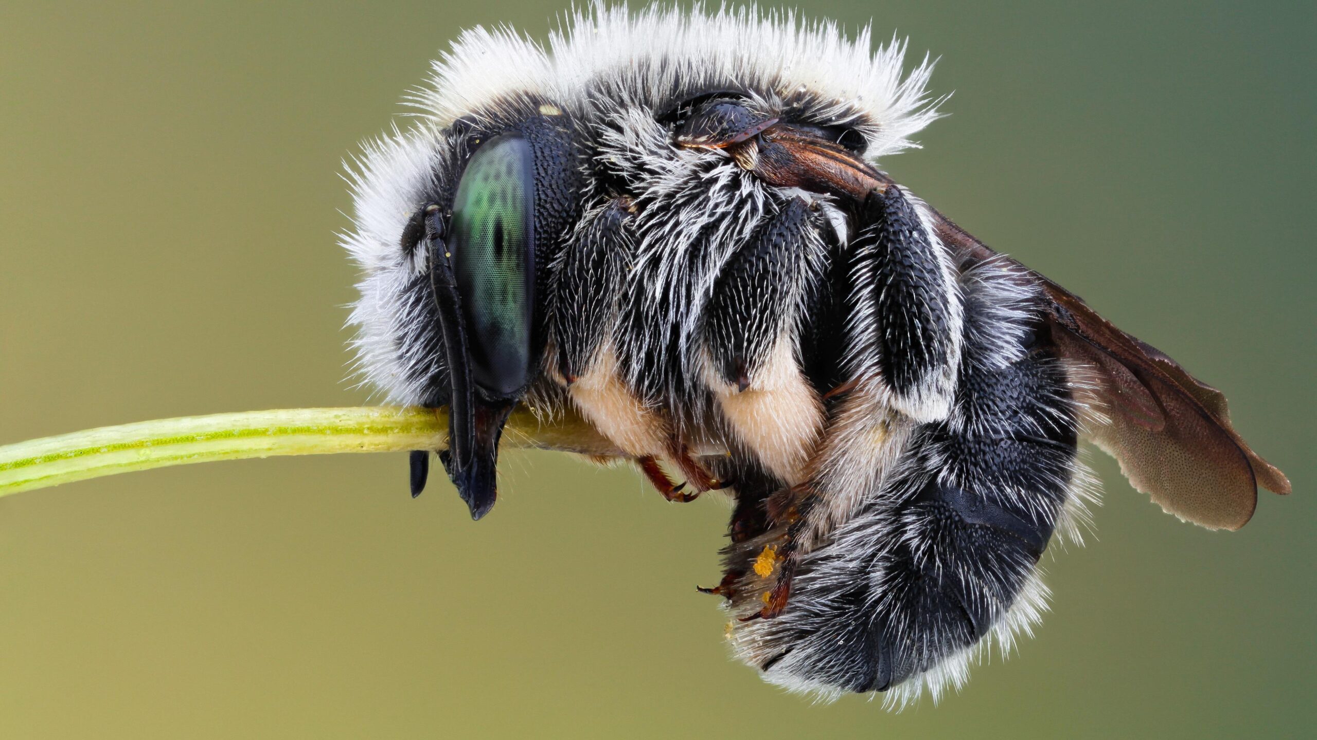 Wallpapers Insect, housefly macro photography UHD