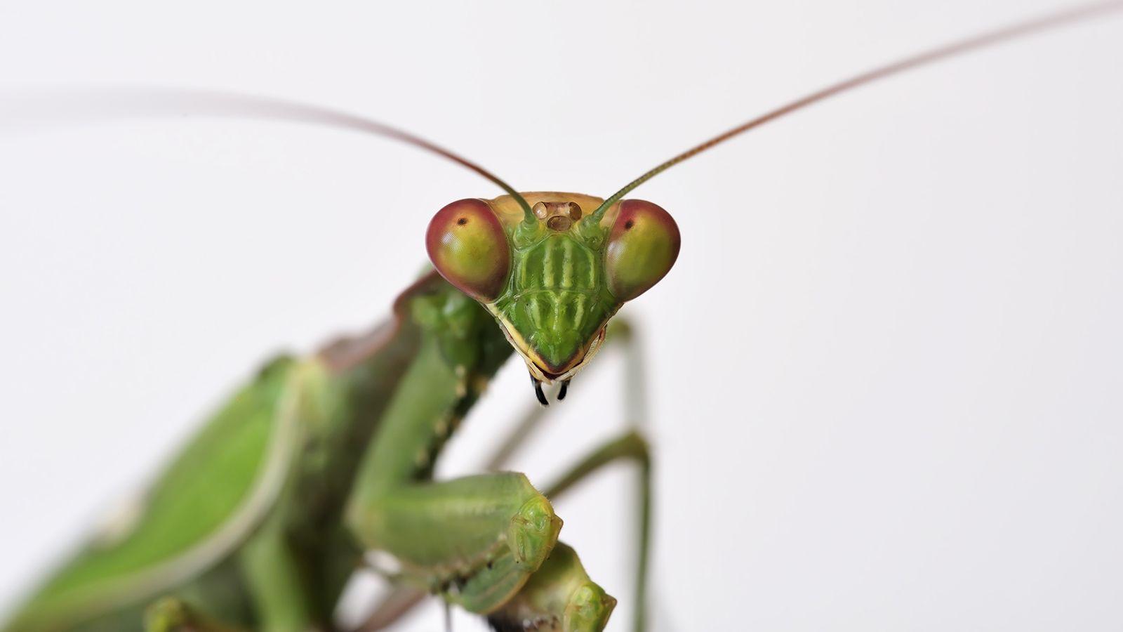 Animal Praying Mantis wallpapers