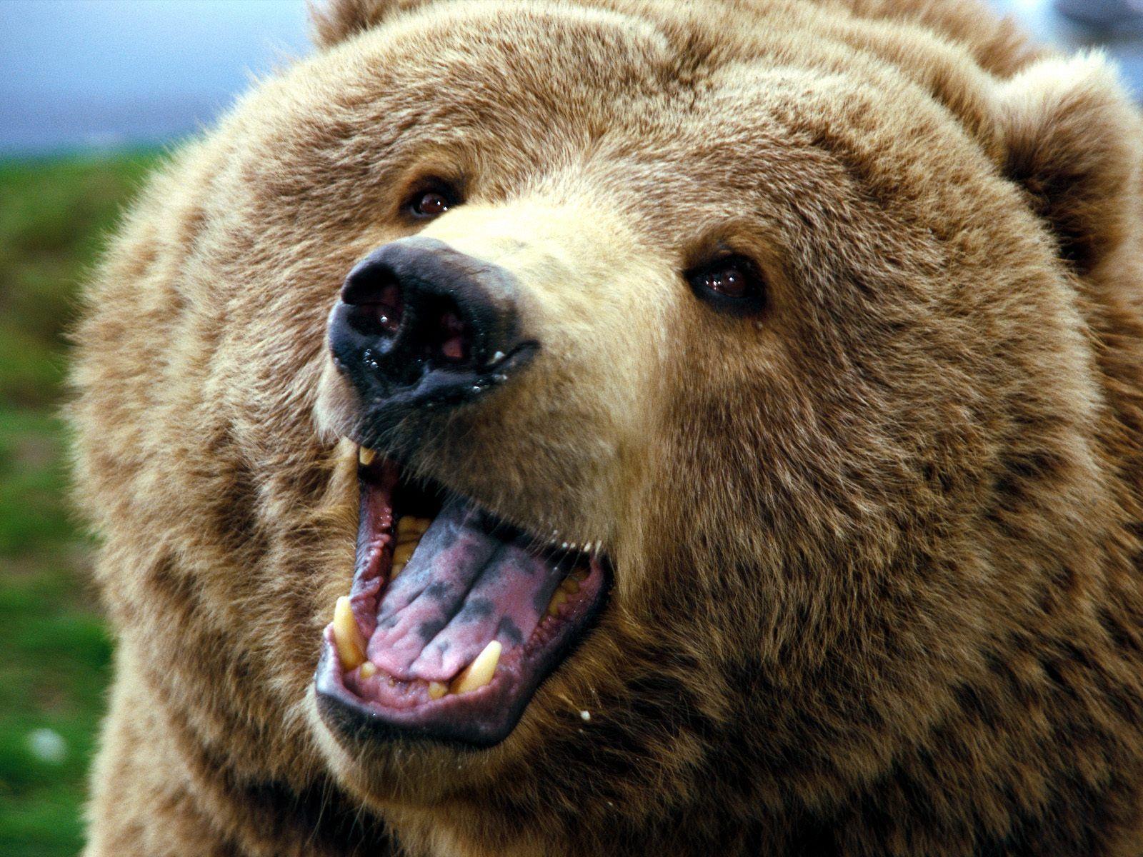 Image For > Baby Grizzly Bear Wallpapers