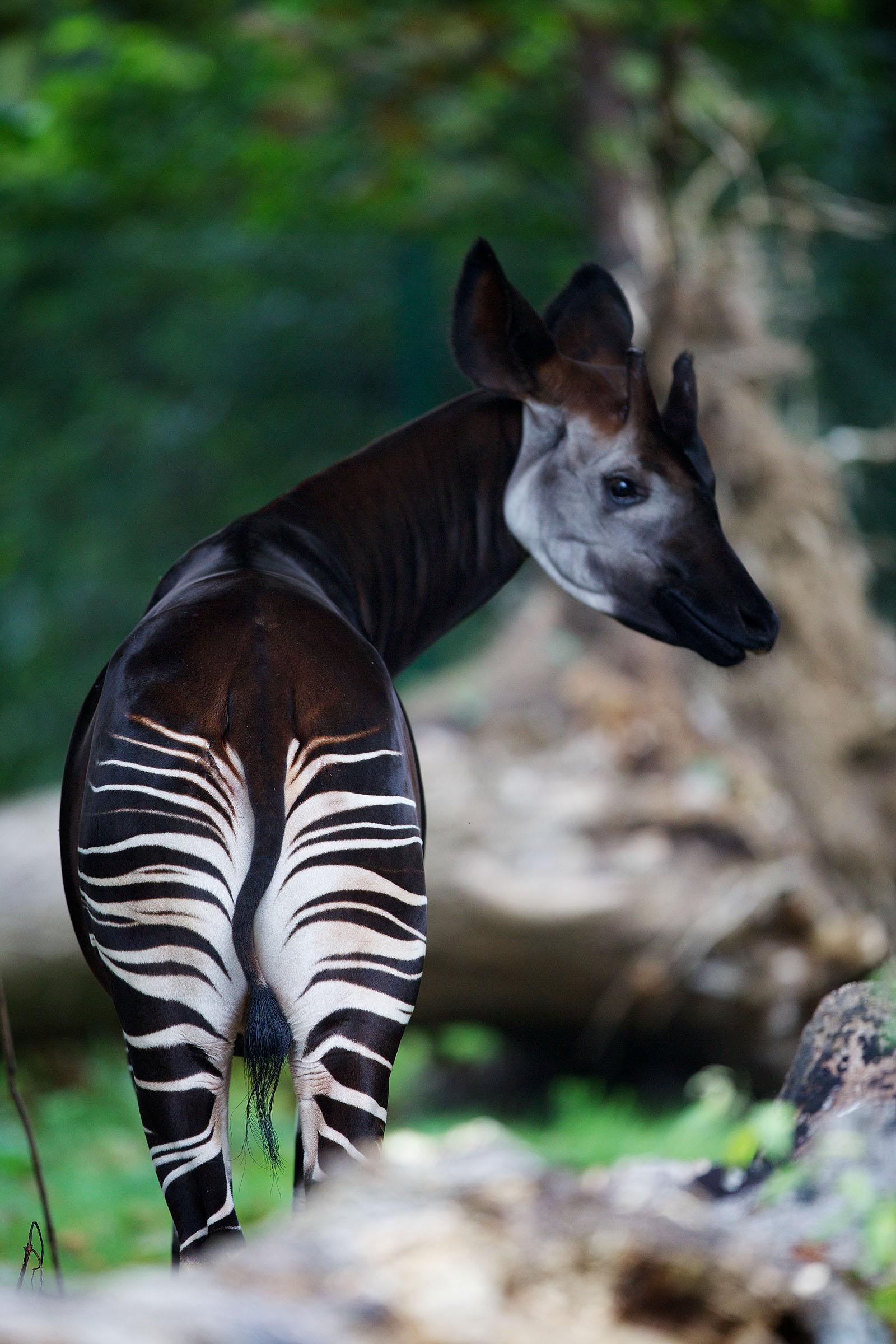 Okapi Wallpapers High Quality