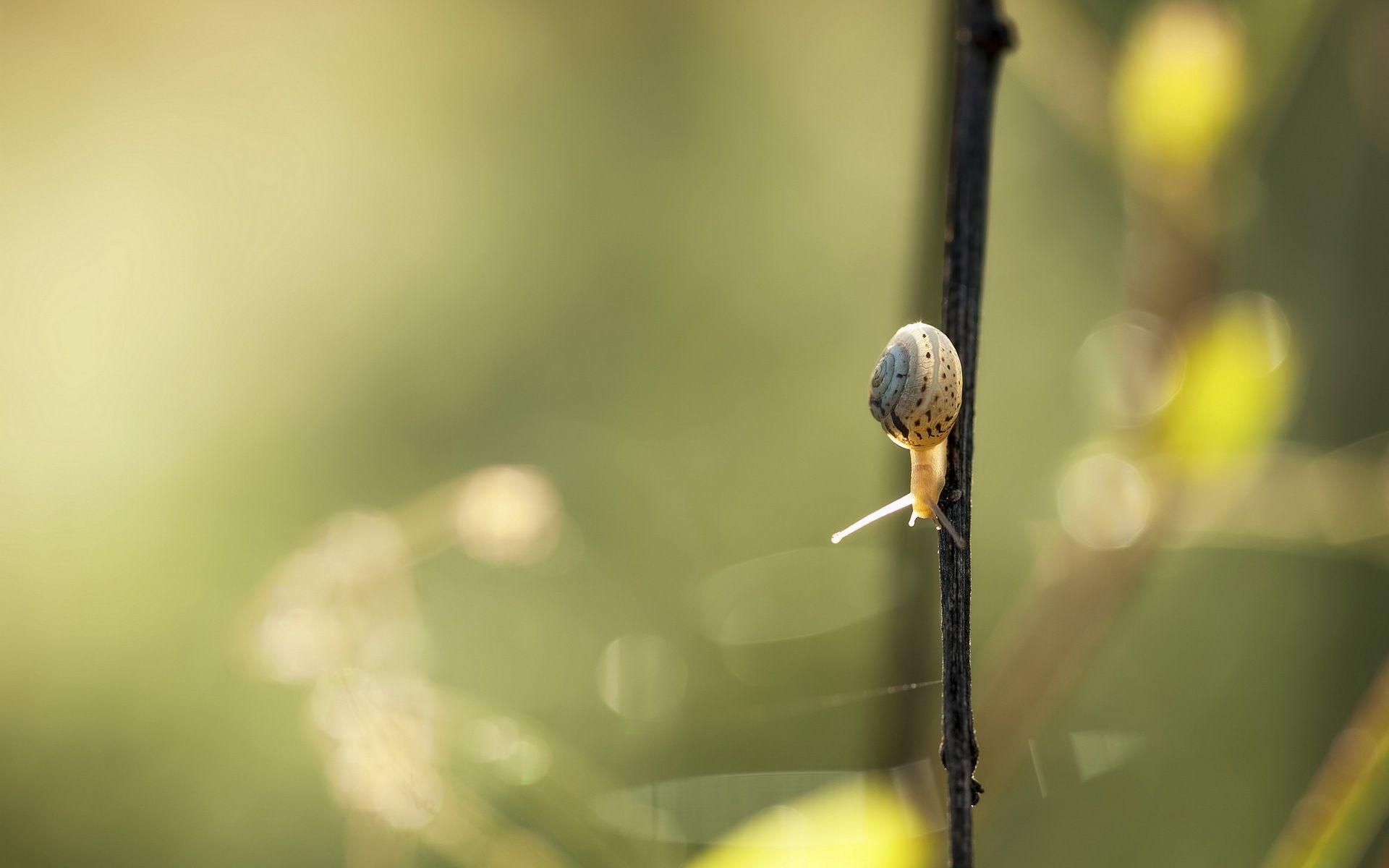 Gallery For: Snail Wallpapers, Snail Wallpapers, Top 35 HQ Snail