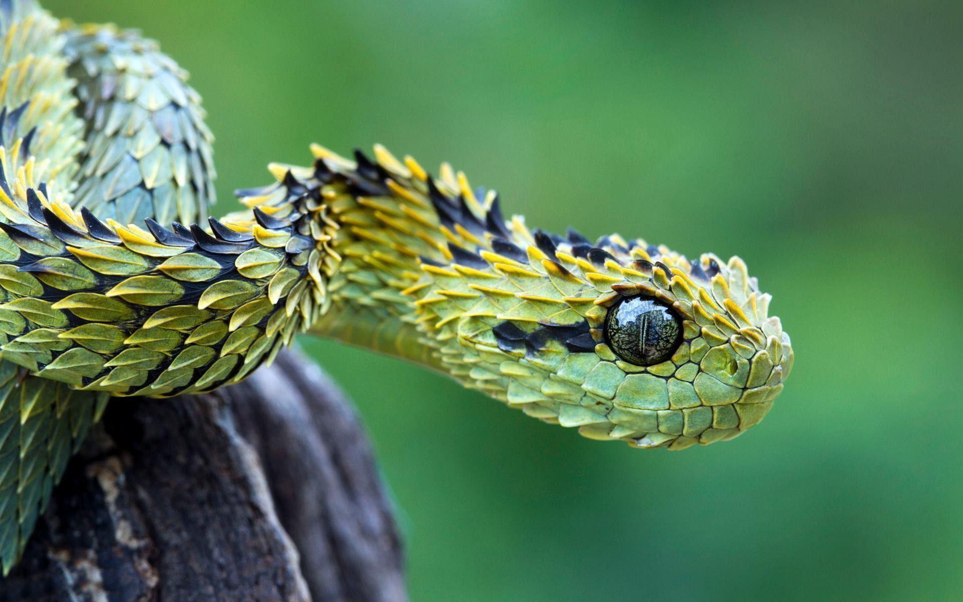 Bush viper snake Wallpapers