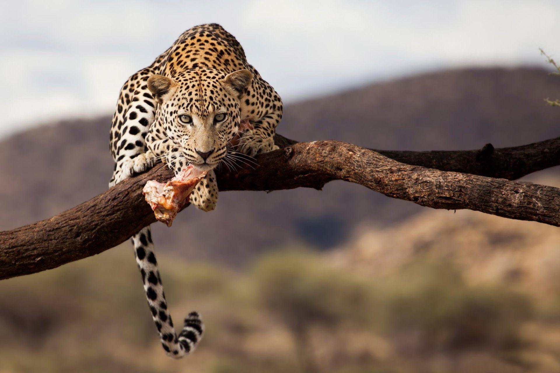 leopard namibia wildlife HD wallpapers