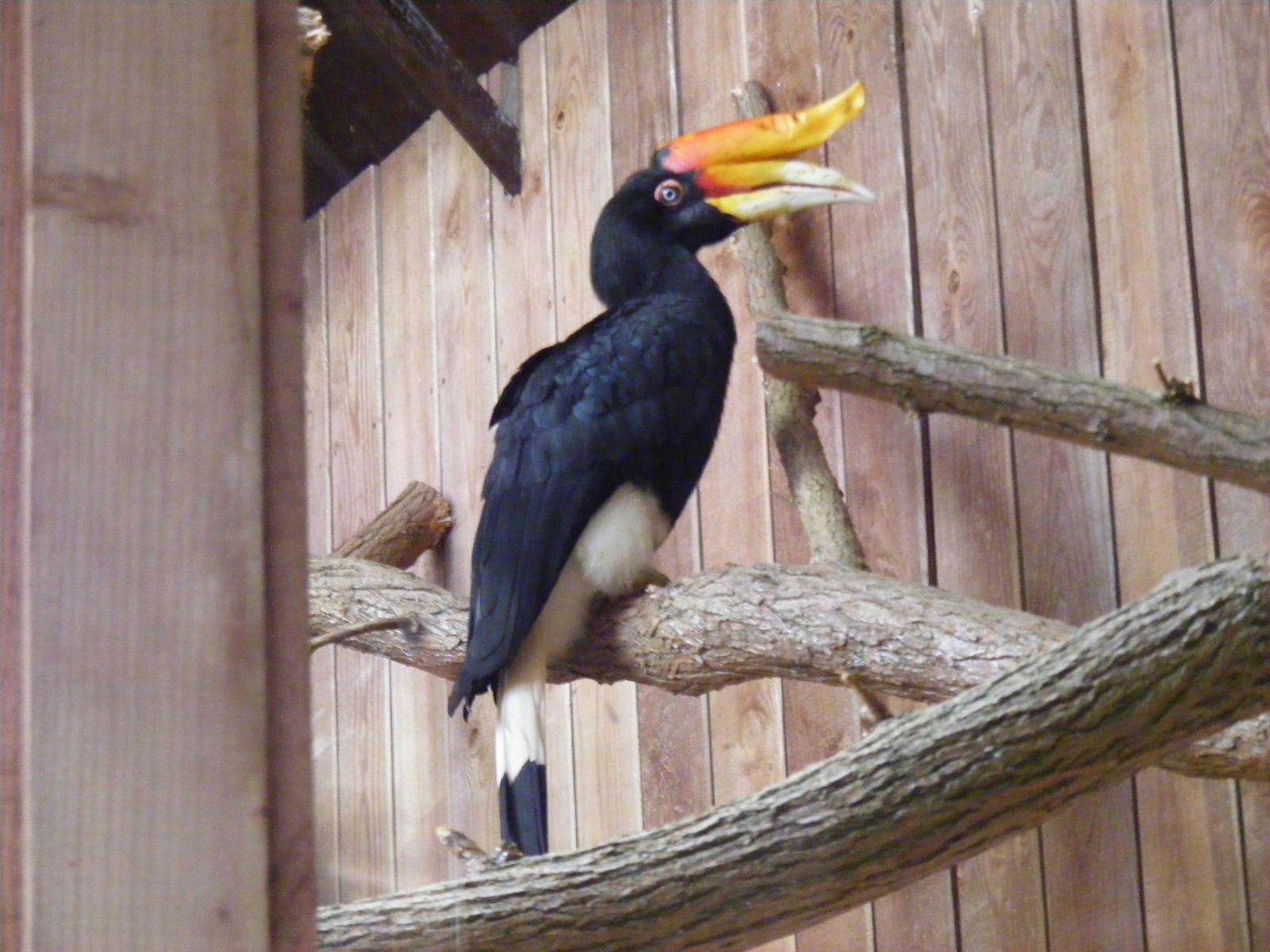 Rhinoceros hornbill at Colchester Zoo, 17 September 2010