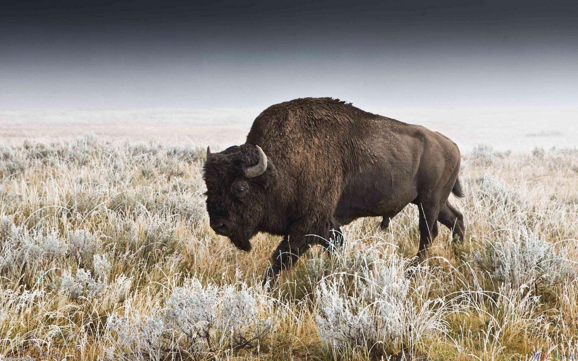 Pix For > American Bison Wallpapers