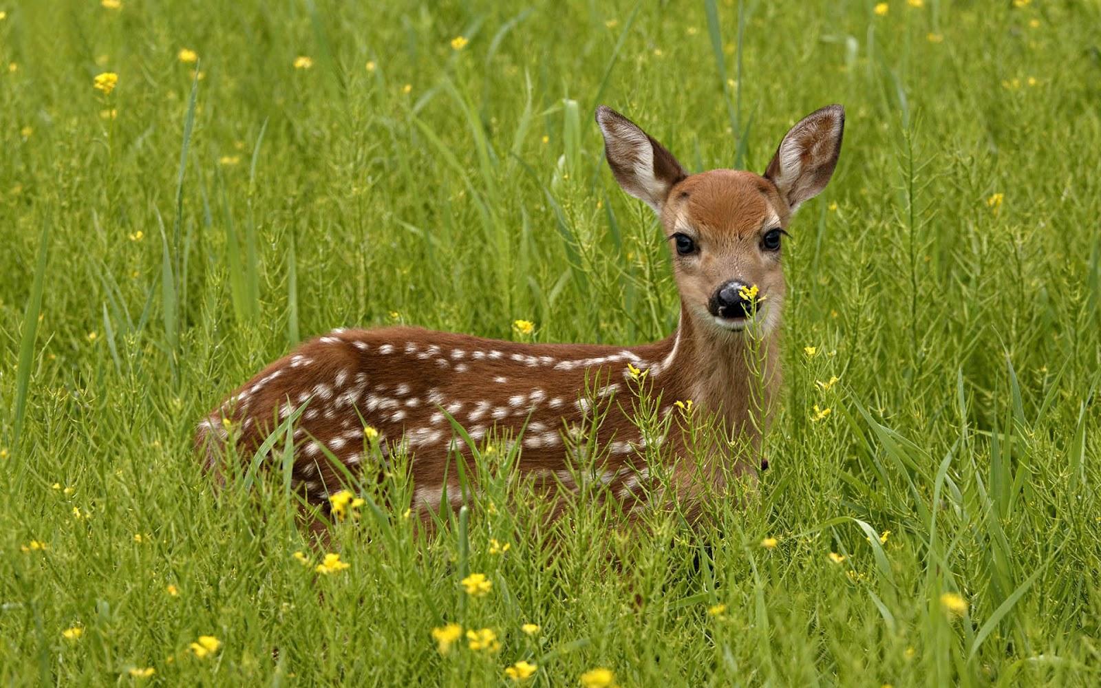 Deer