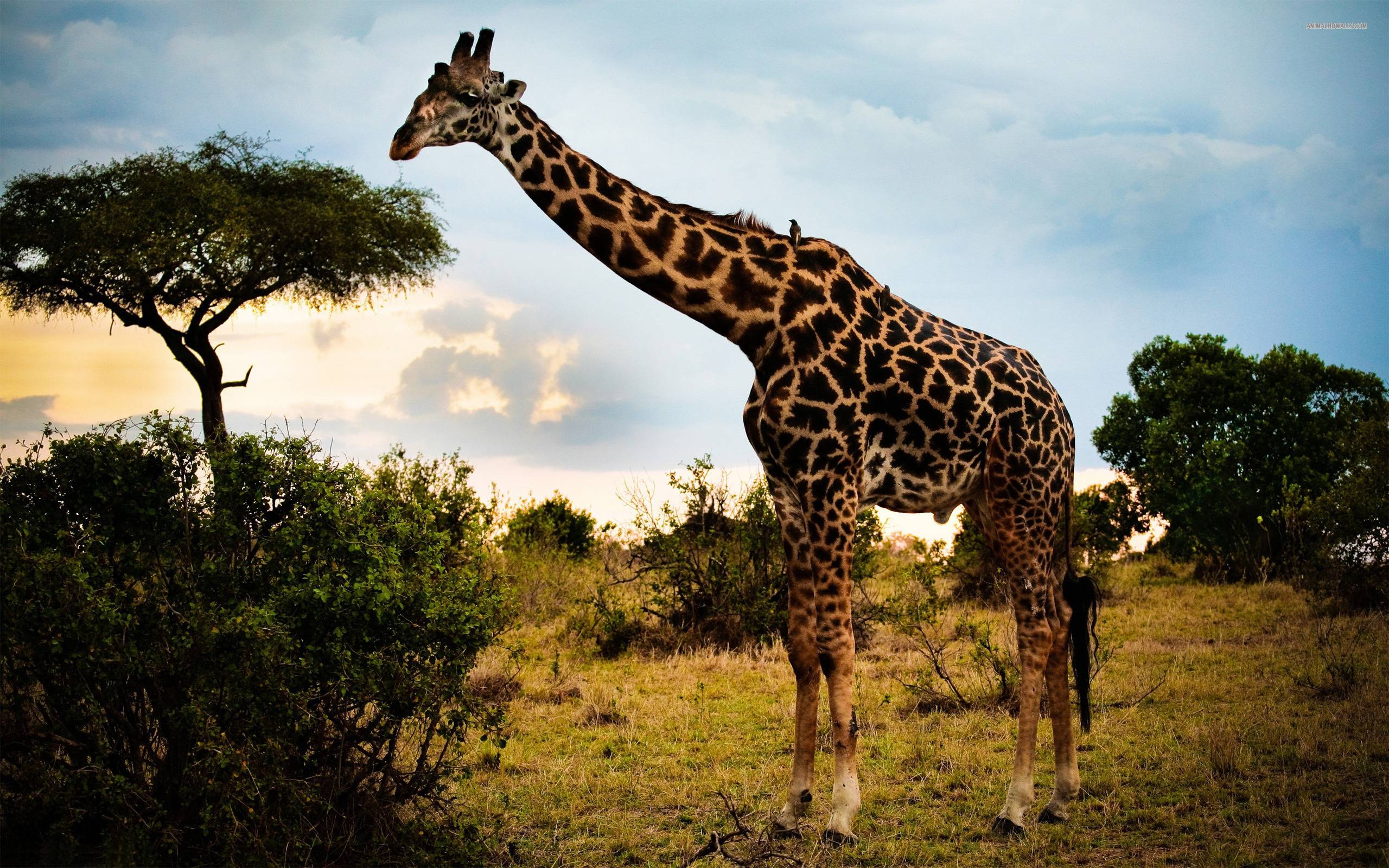 Giraffe Wallpaper Backgrounds 8061 Full HD Wallpapers Desktop