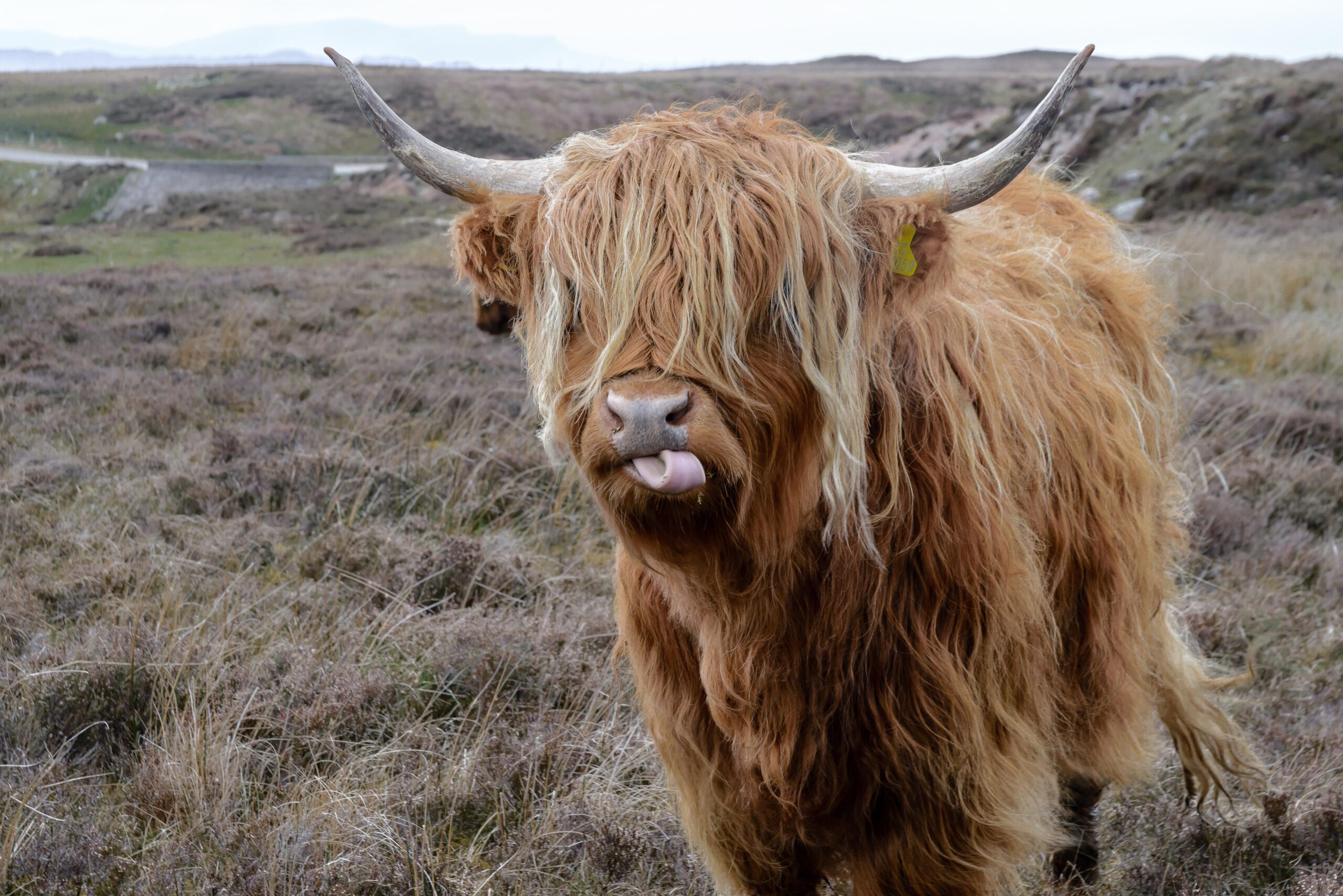 Brown Highland Cattle on Field of Grass · Free Stock Photo