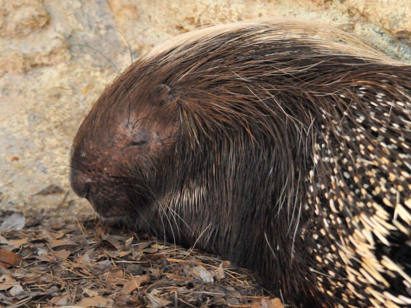 Kamal Shah: African porcupine HD Wallpapers