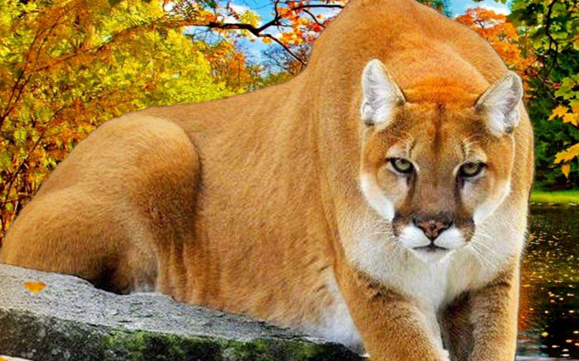 Puma Animal Wallpapers HD : Find best latest Puma Animal