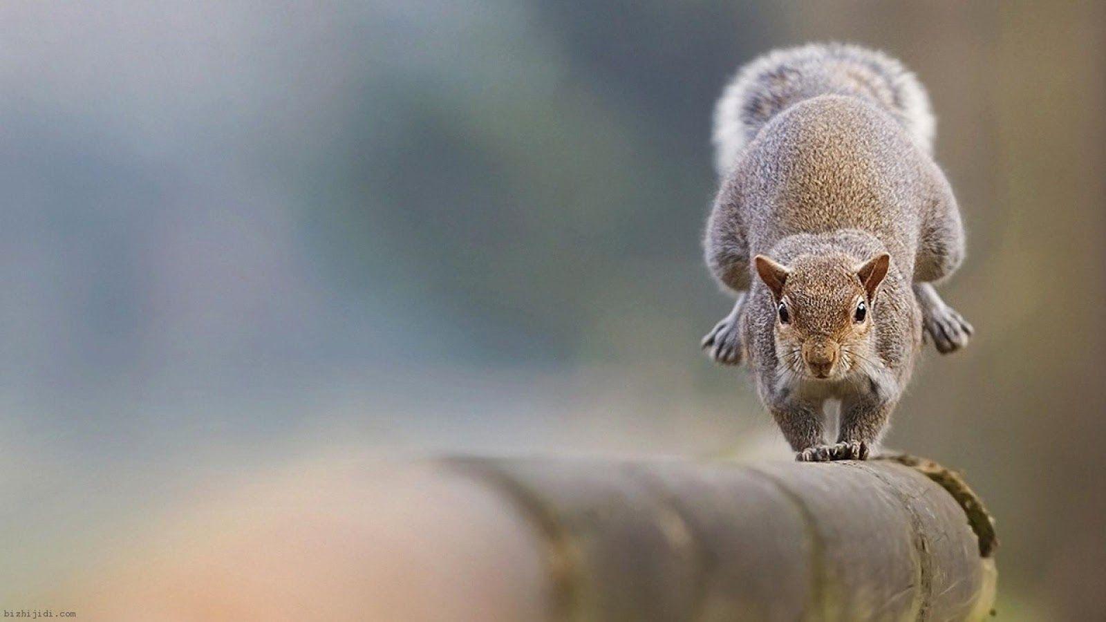 Your Wallpaper: Squirrel Wallpapers