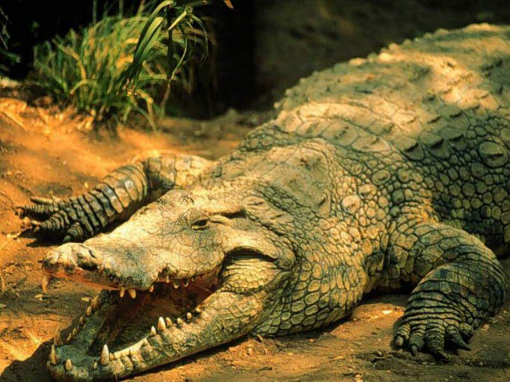 Crocodile Wallpapers