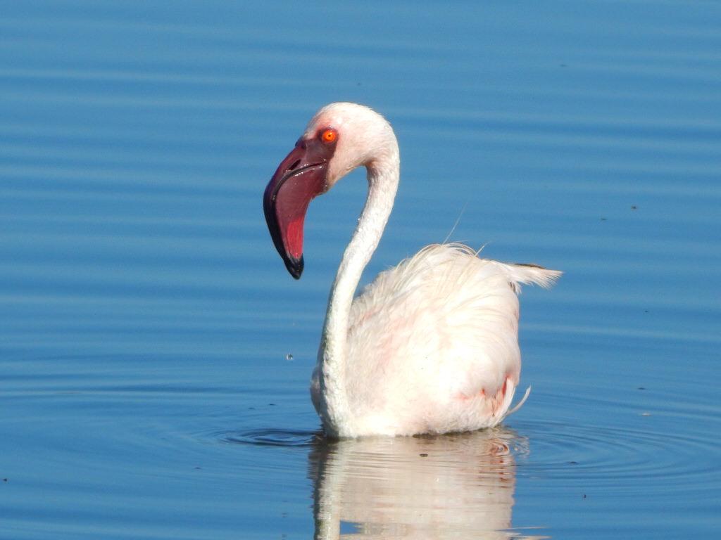 LAKE NAKURU NATIONAL PARK BIRDING TOUR