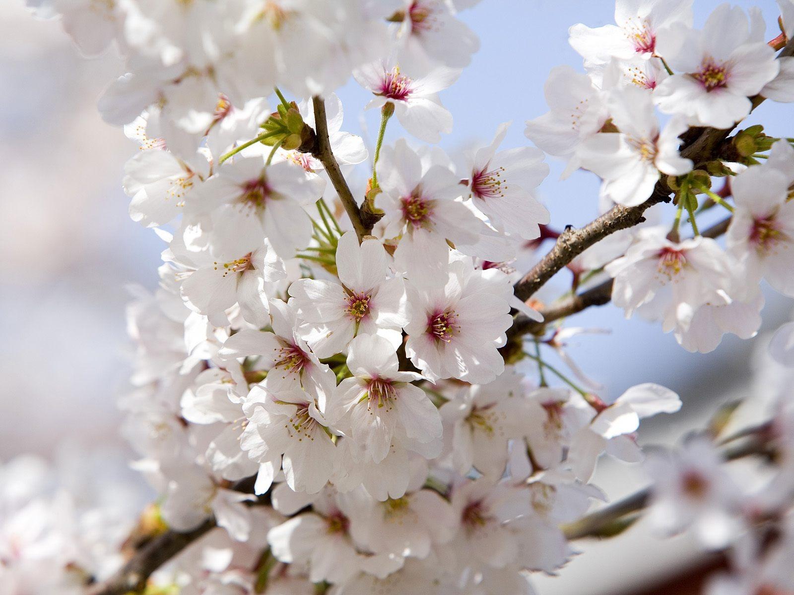 Cherry Blossoms Wallpapers Flowers Nature Wallpapers in format