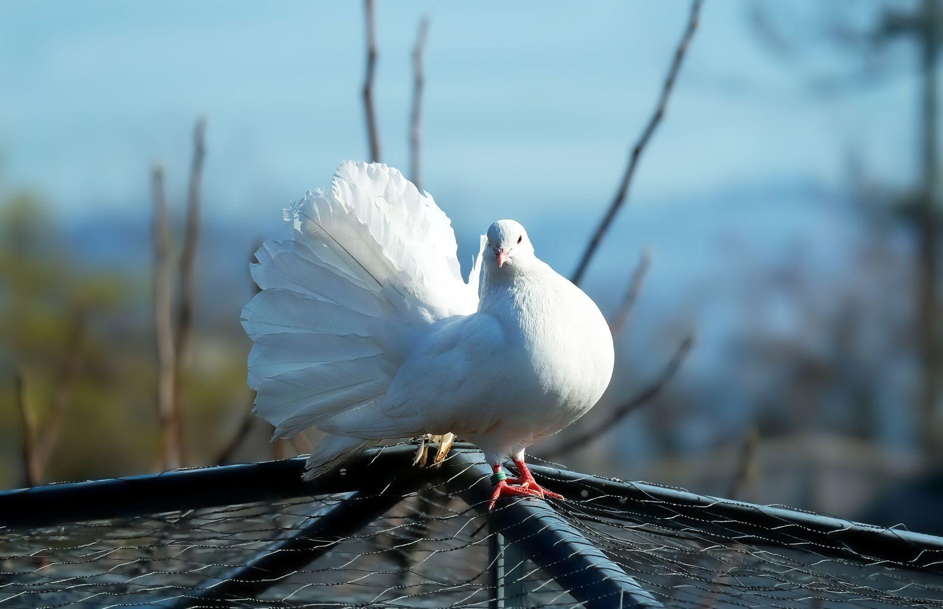 Beautiful White Pigeon Wallpapers to Download for Free