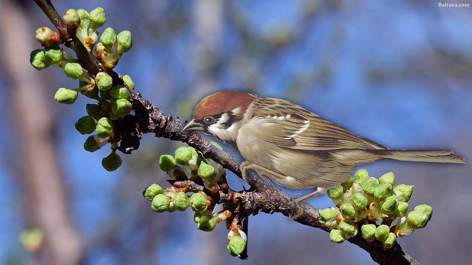 Sparrow Wallpapers HD Backgrounds, Image, Pics, Photos Free