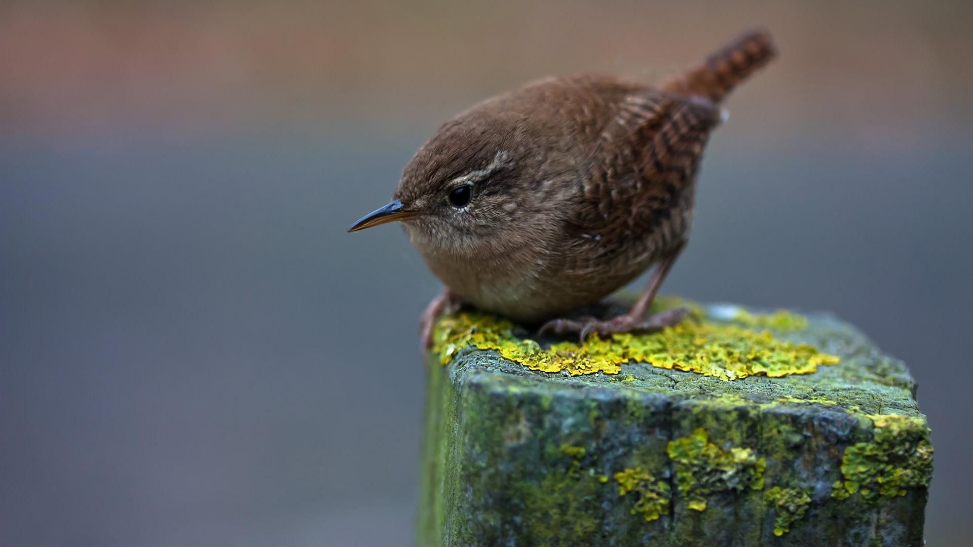 Closeup photgraphy of brown Wren HD wallpapers