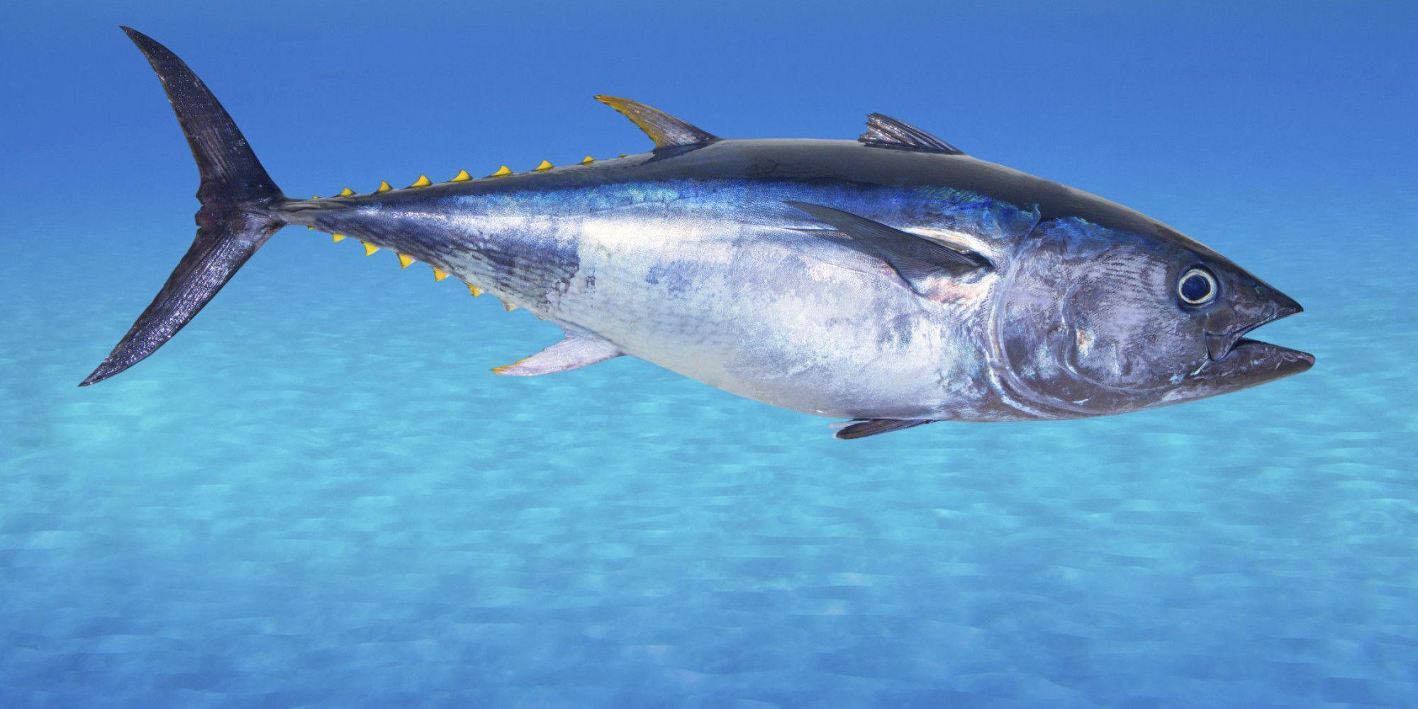 px Pictures of Tuna HD 100