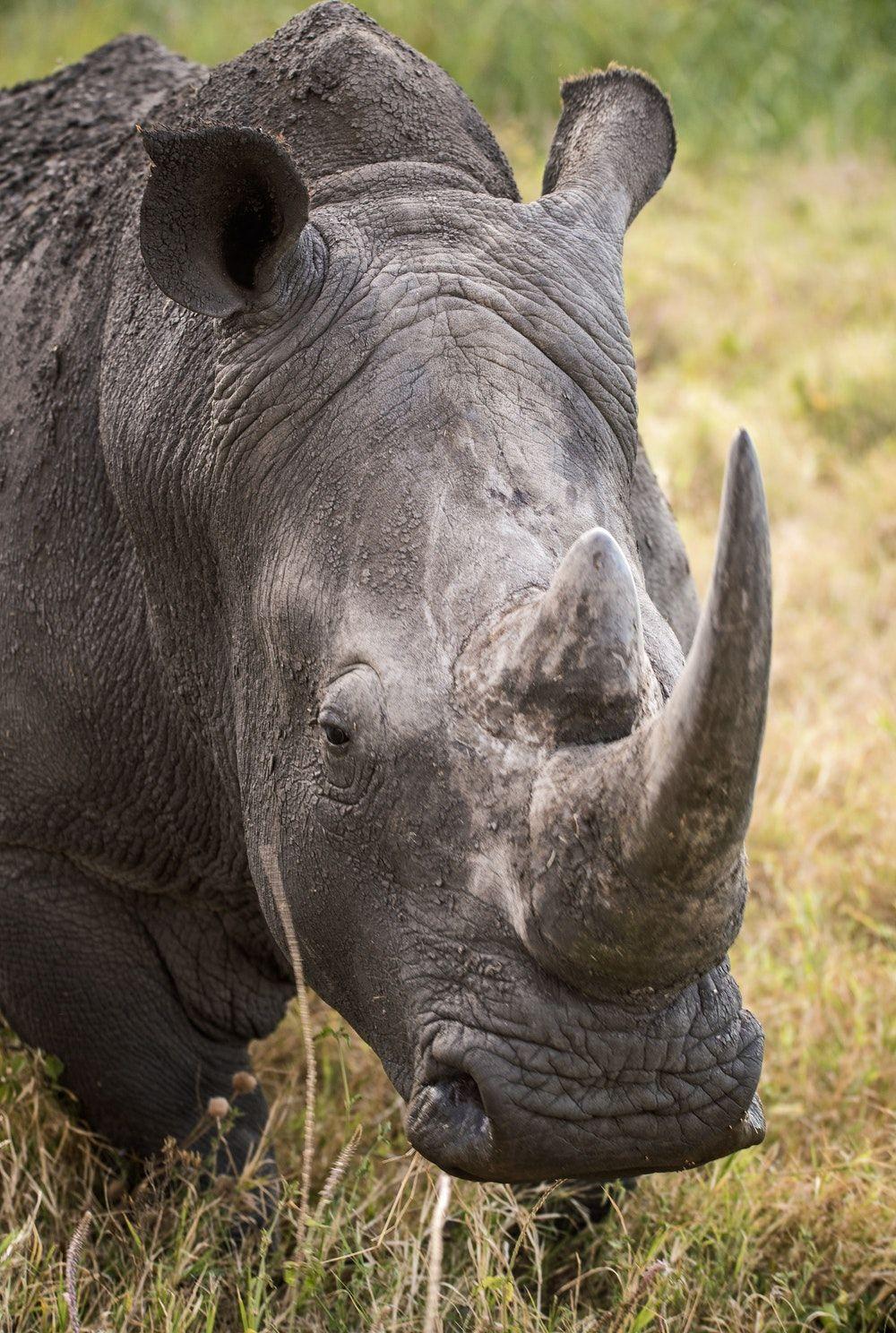 500+ Rhino Pictures [HD]