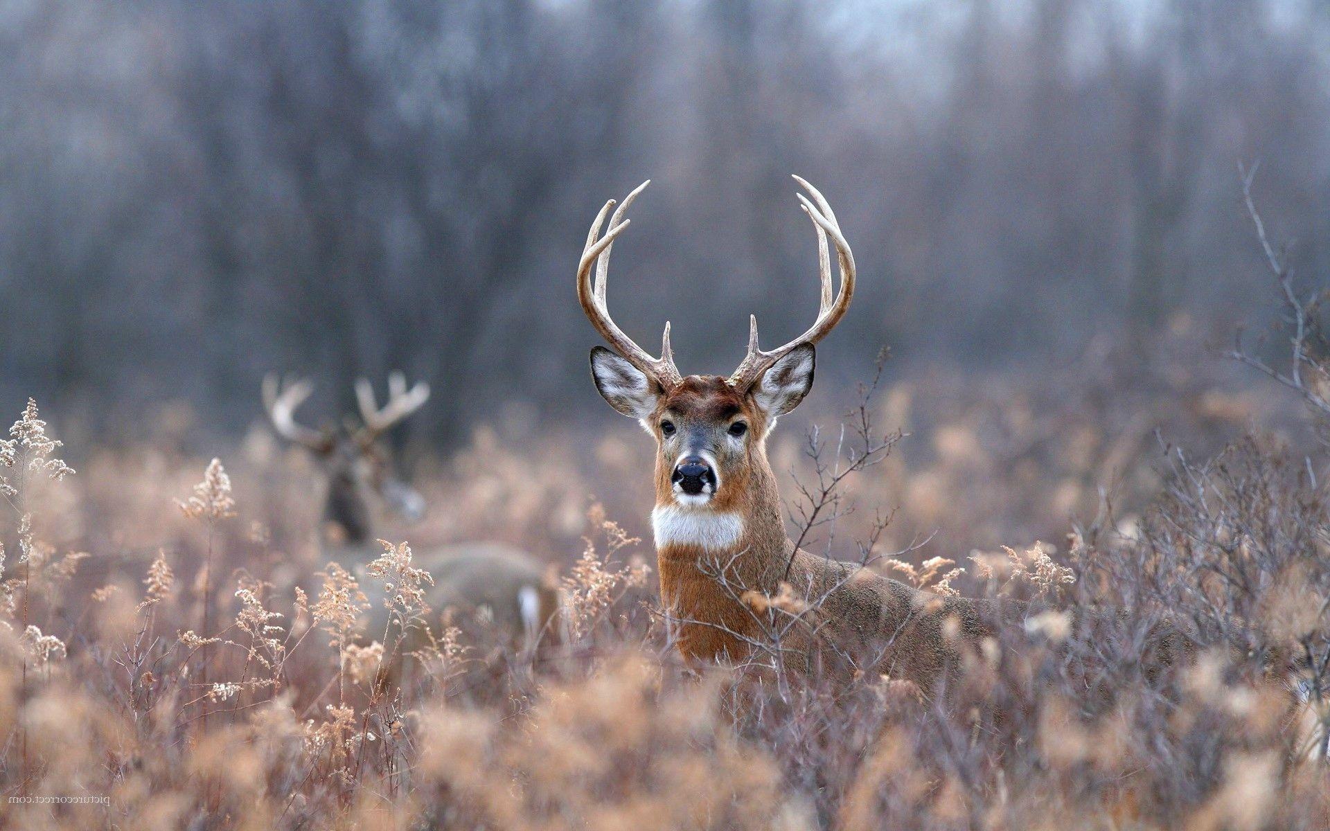 Deer Image,