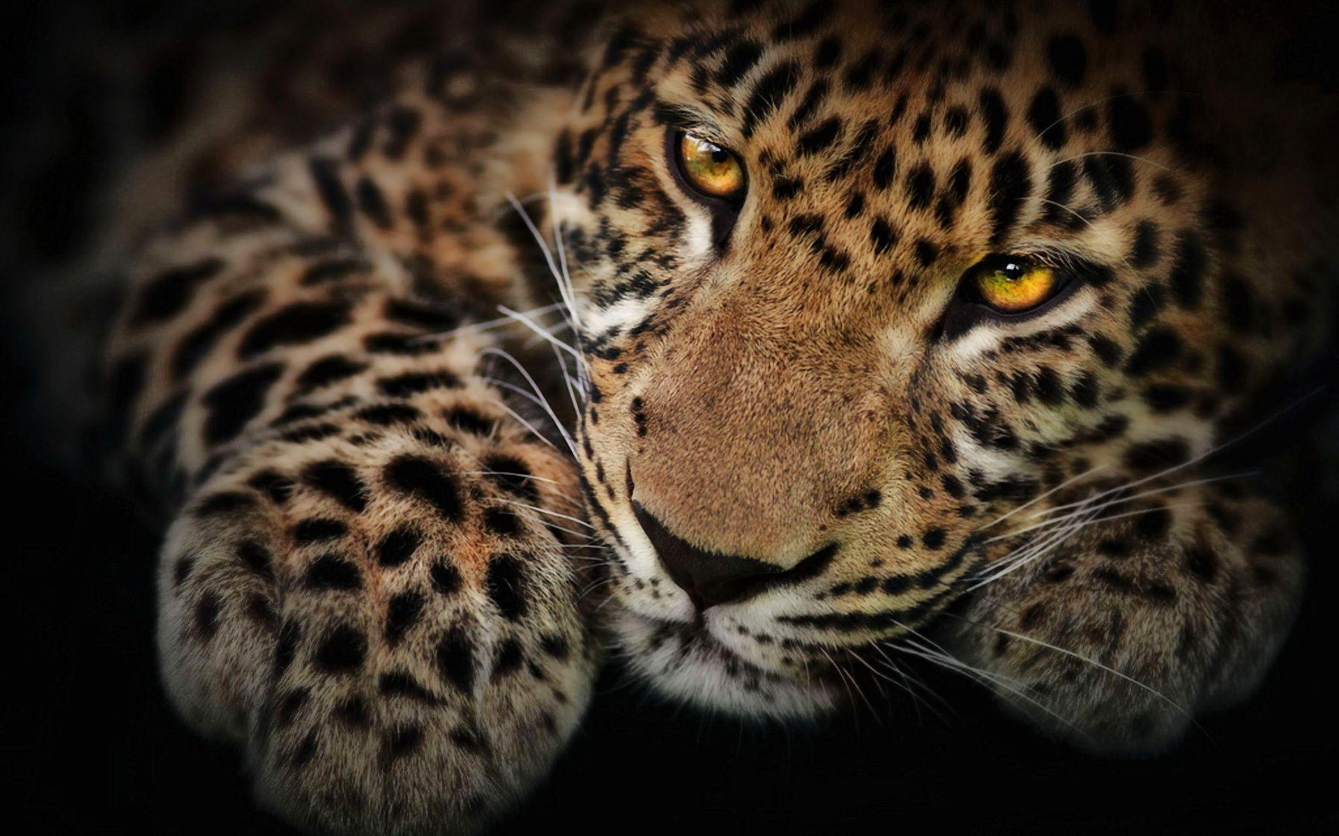 24 Jaguar Wallpapers Download