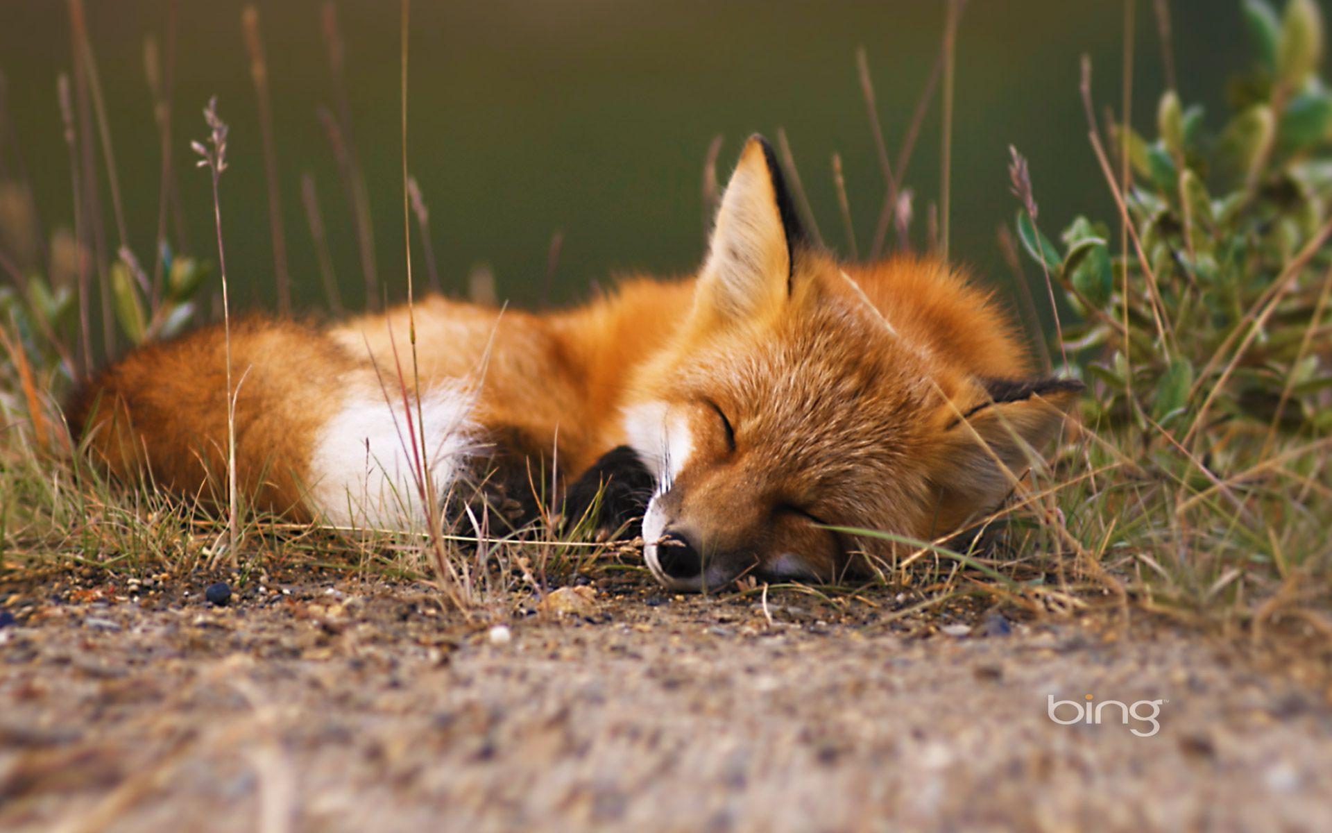 Wallpapers For > Baby Red Fox Wallpapers