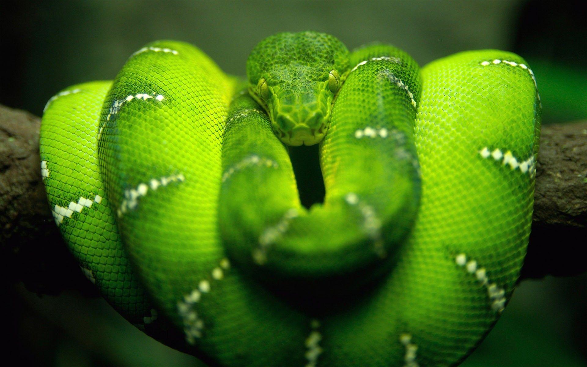 reptile, snake, Boa constrictor, nature, animals, wildlife