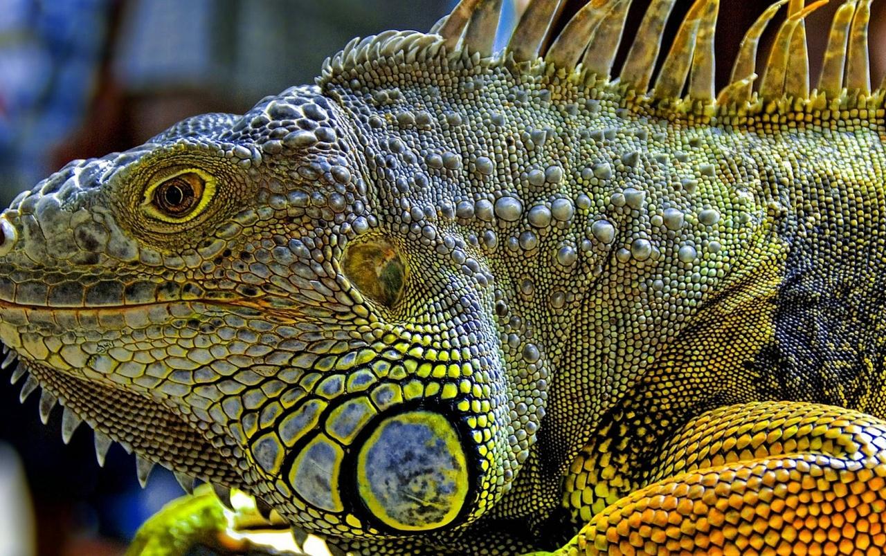 Iguana wallpapers