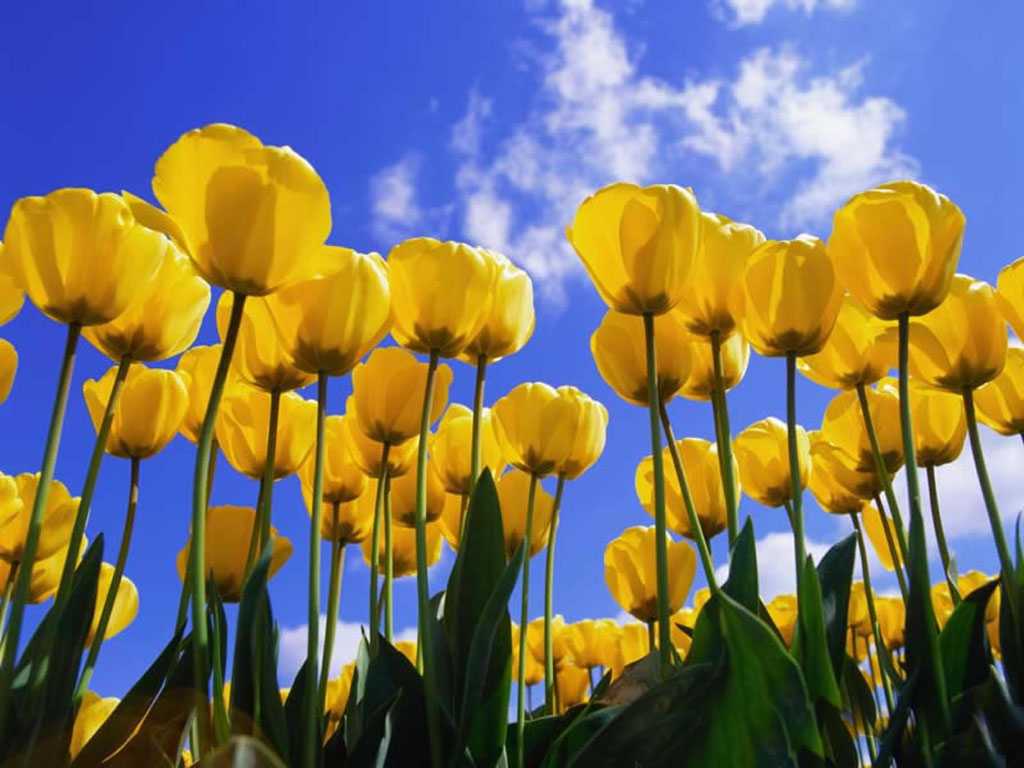 Yellow Tulip Wallpapers 20625 Hd Wallpapers in Flowers