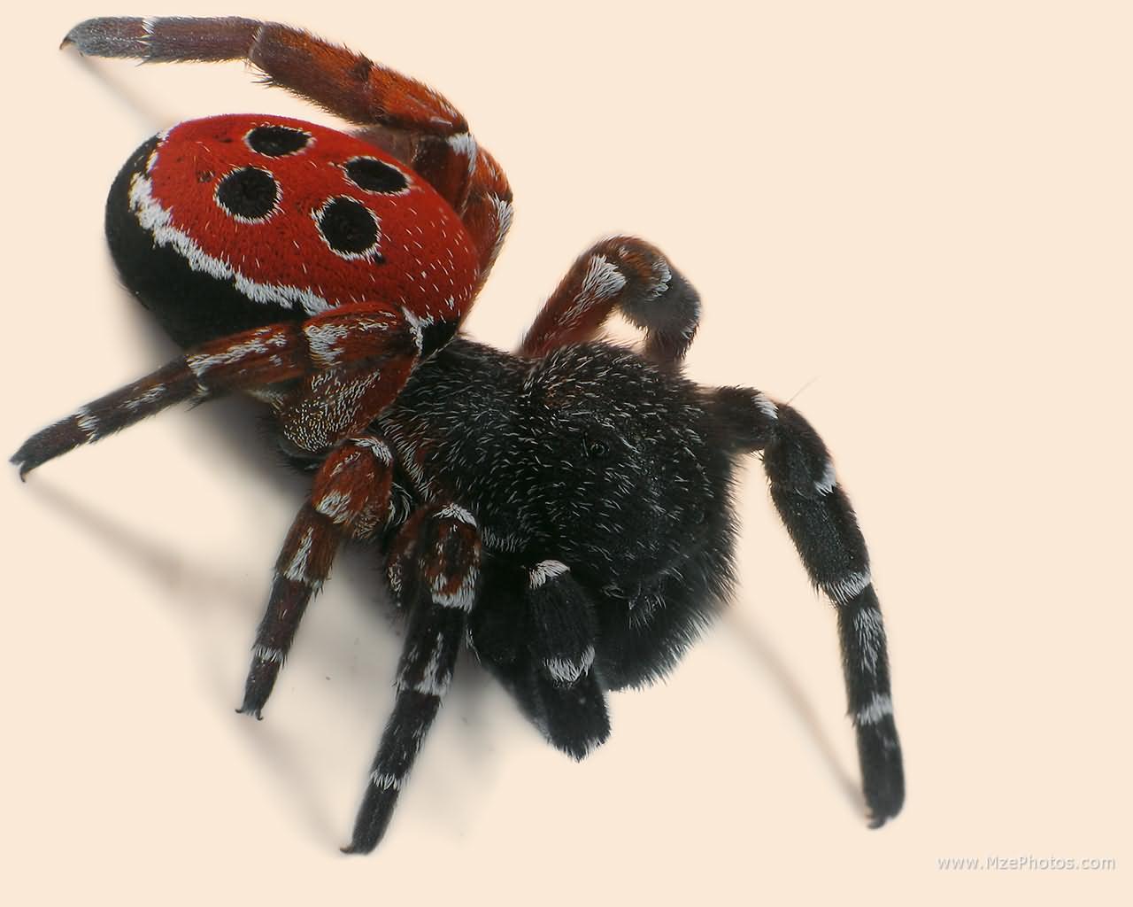 Ladybird Spider Photo