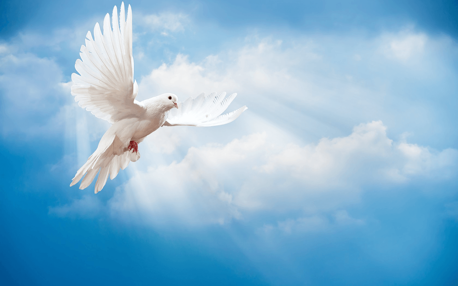 beautiful dove wallpapers