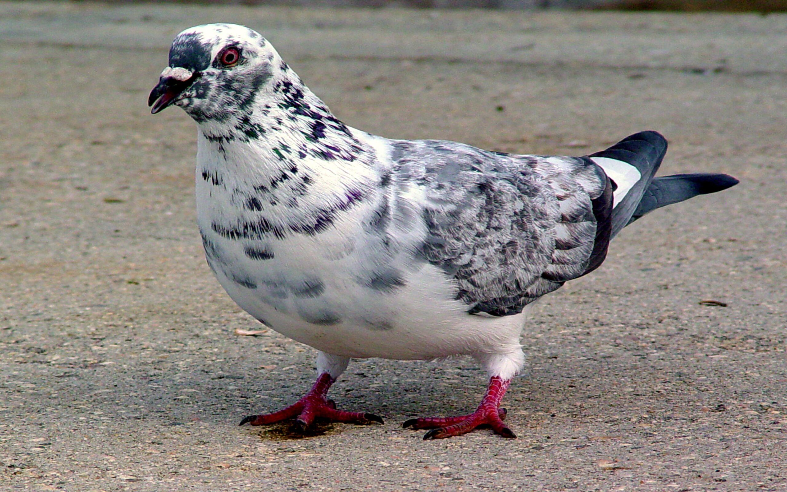 Leucistic Rock Pigeon Desktop Wallpapers Hd Resolution