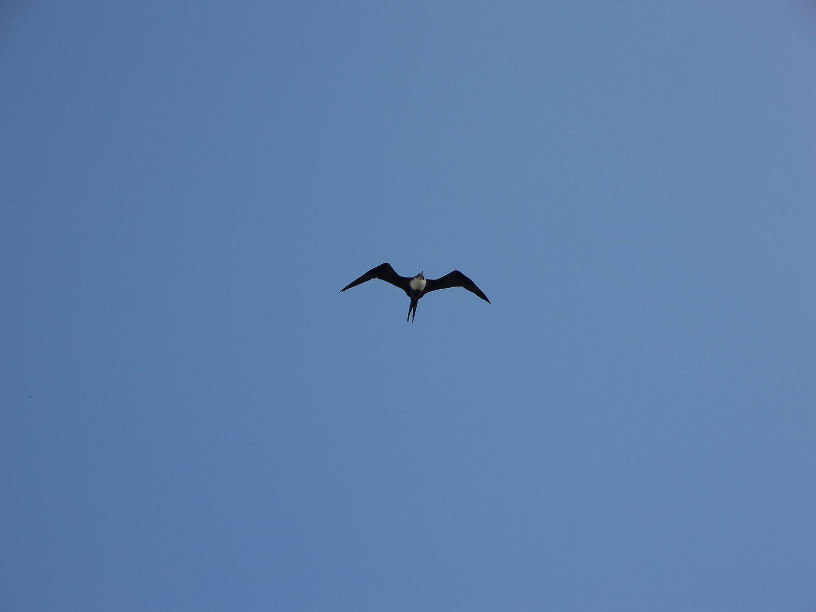 tern sternidae