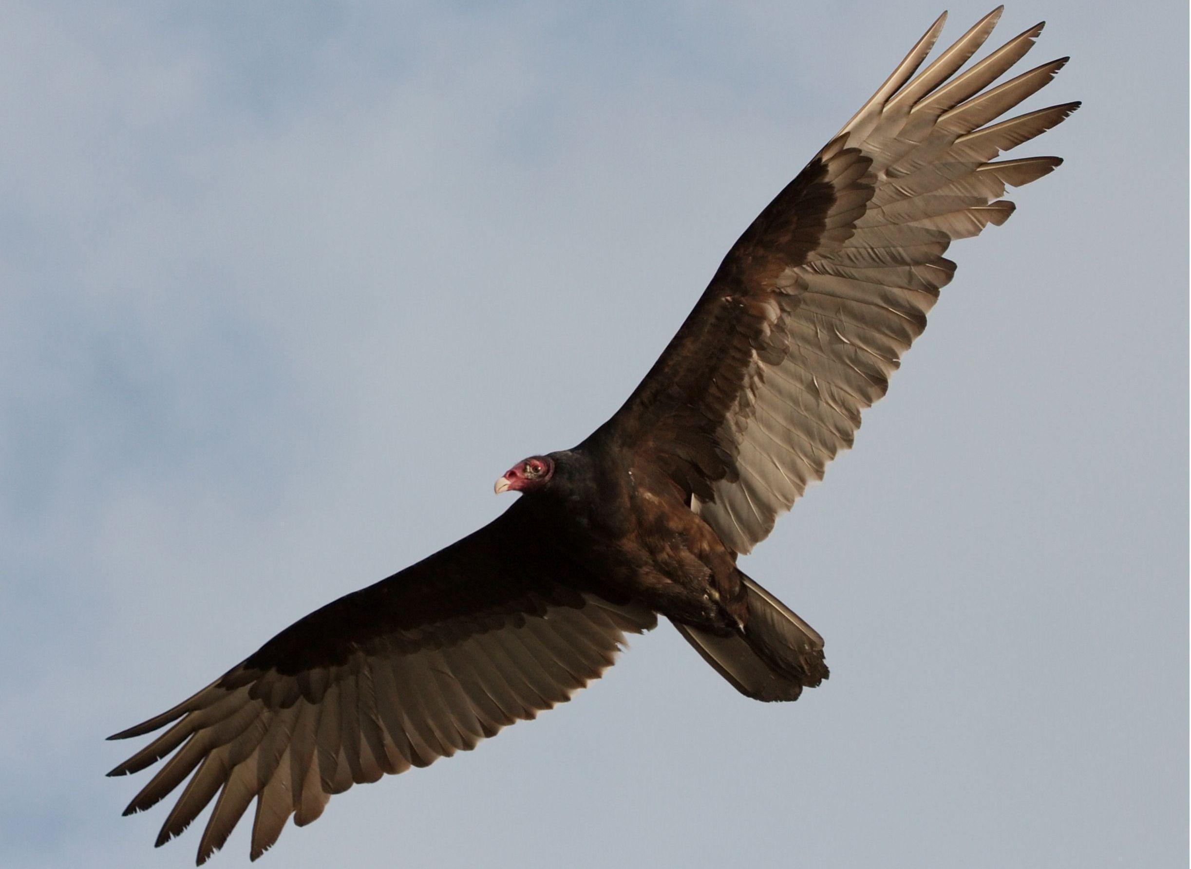 HD Turkey Vulture Wallpapers