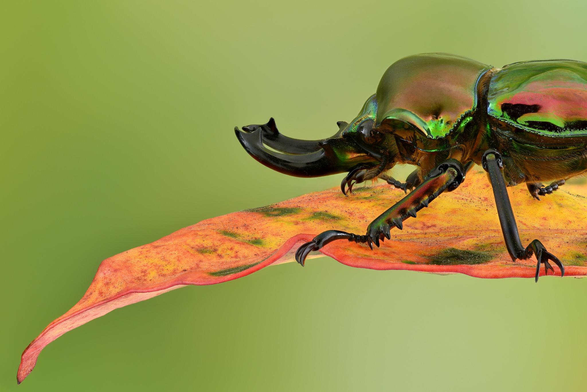 Rainbow Stag Beetle,