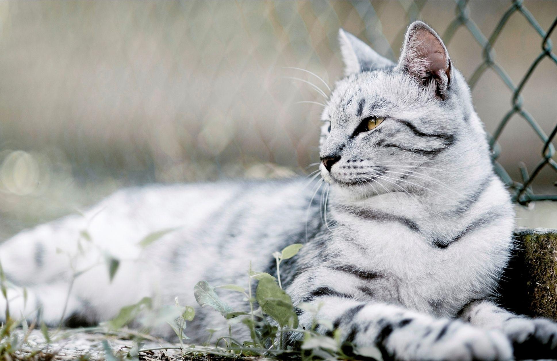 White Bengal Tiger Photos Wallpapers