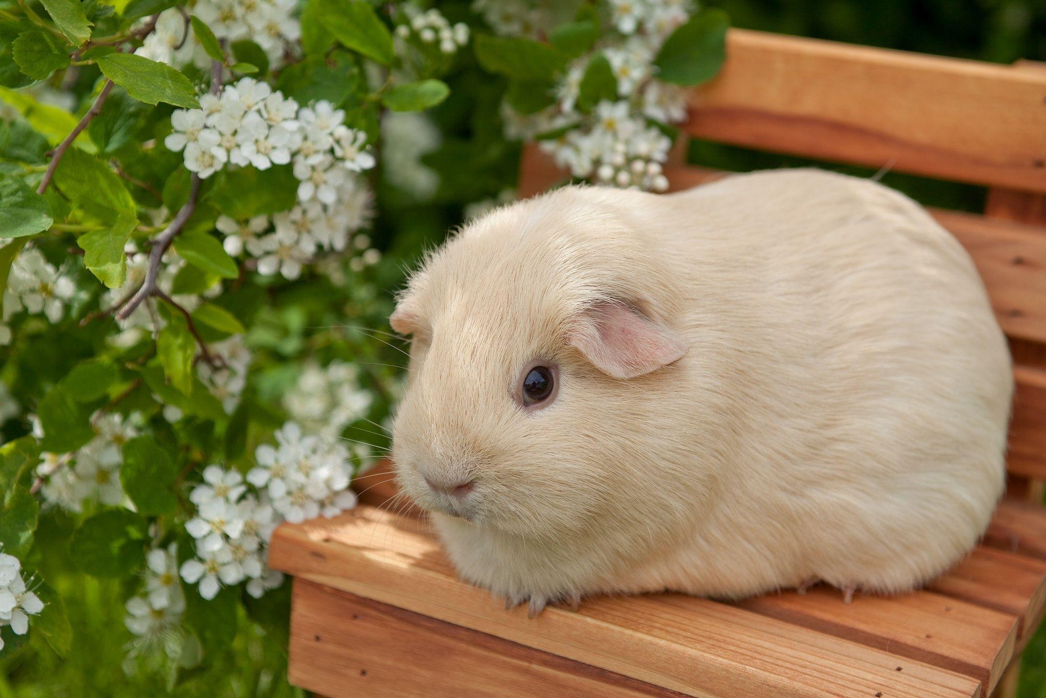 55 Guinea Pig HD Wallpapers