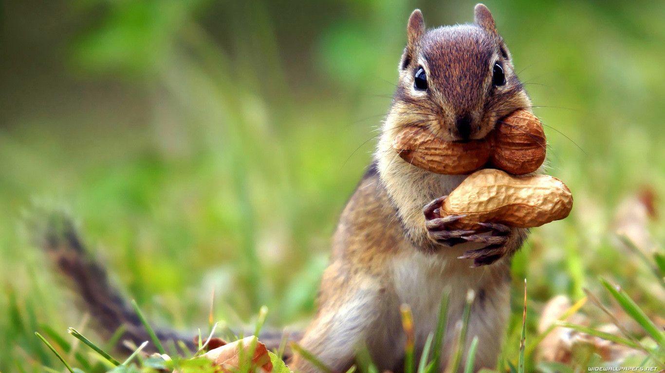 Squirrel Wallpapers HD, Pictures, Photos & Desktop Image