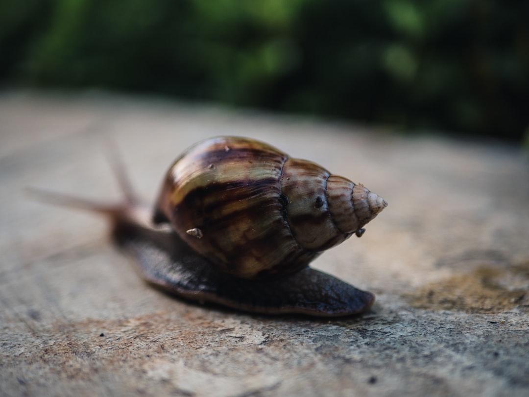 Sea Snail Pictures