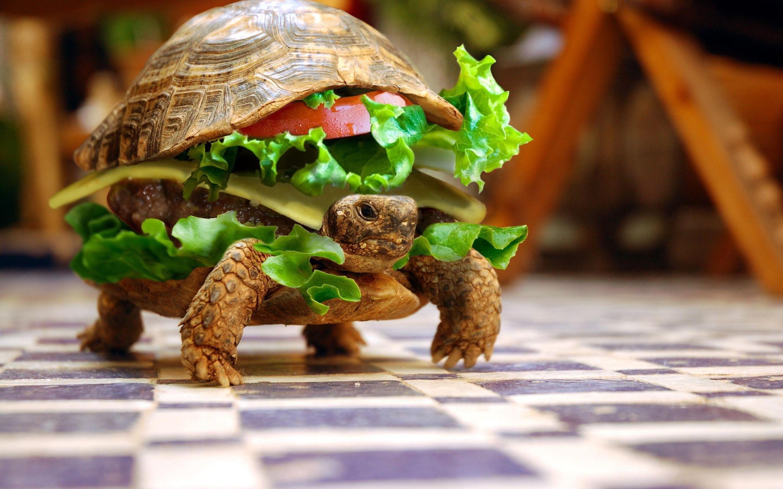 Funny Tortoise Wallpapers