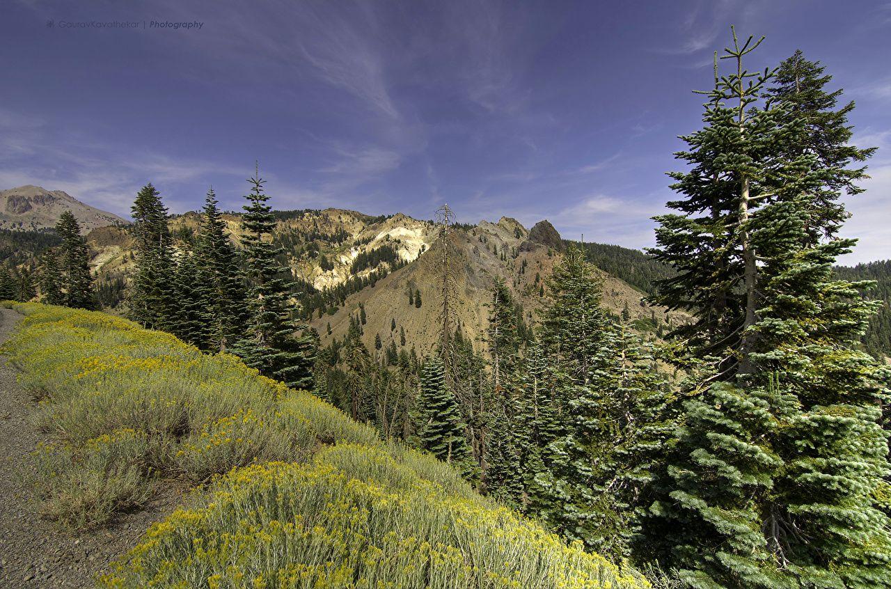 Photos California USA Lassen Volcanic National Park Nature Spruce