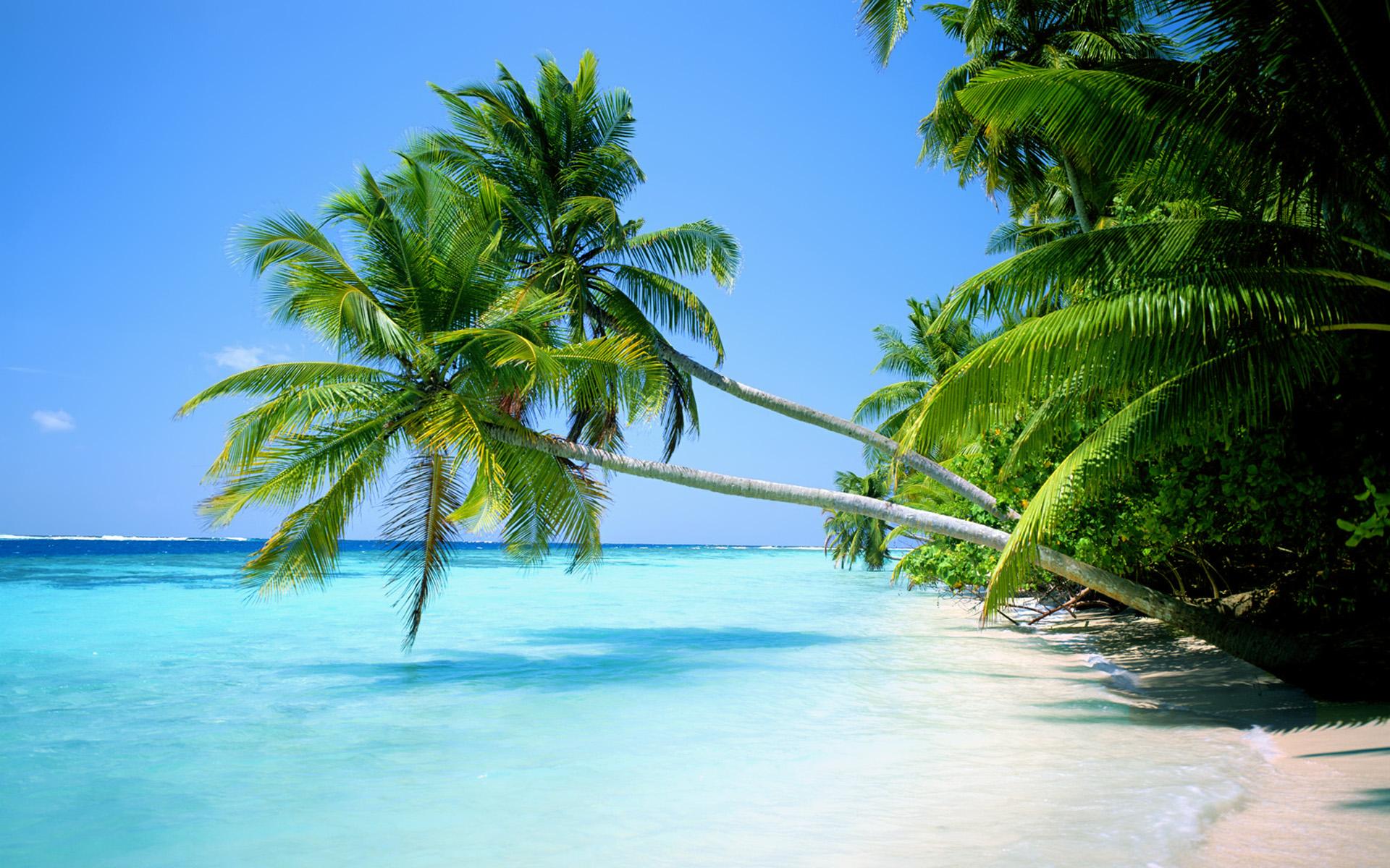 Palm Tree Beach Wallpapers