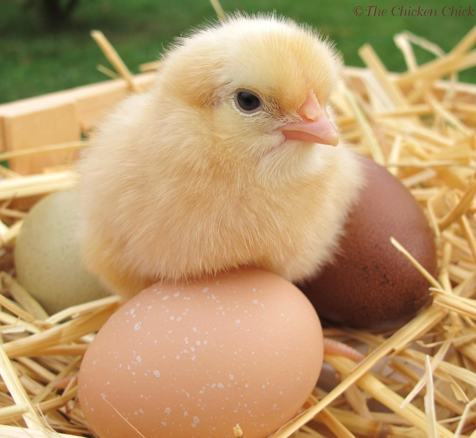 Baby Chicks HD Wallpapers 19108