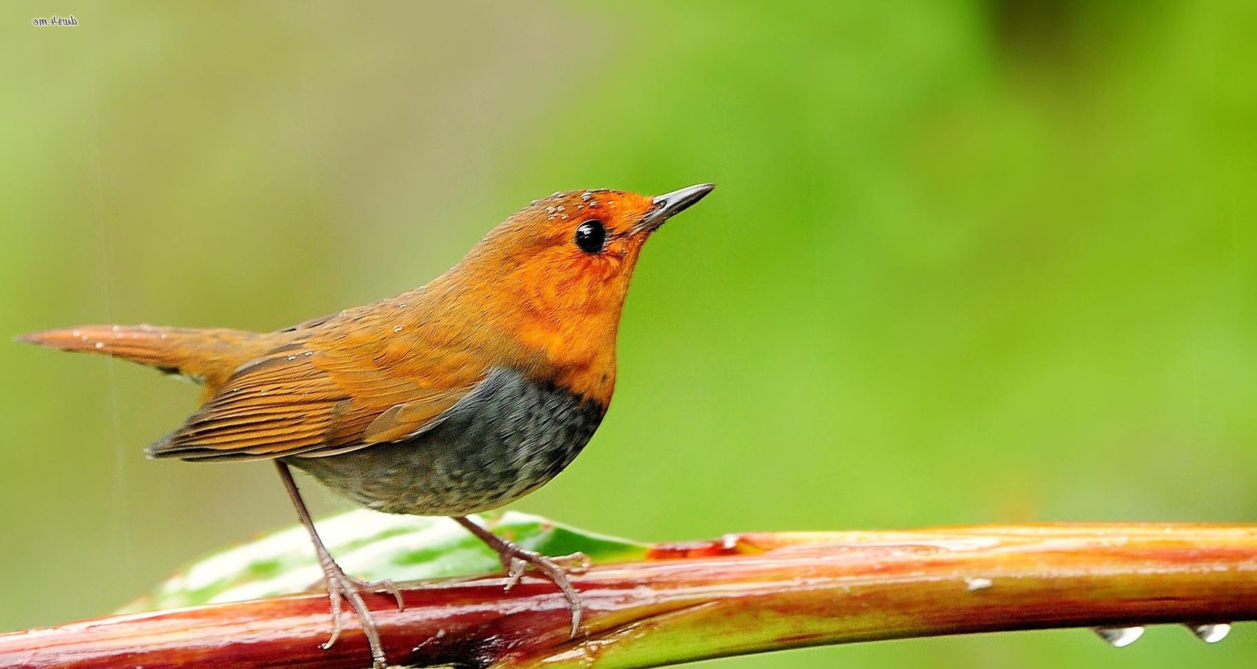 Image of a Robin on Animal Picture Society