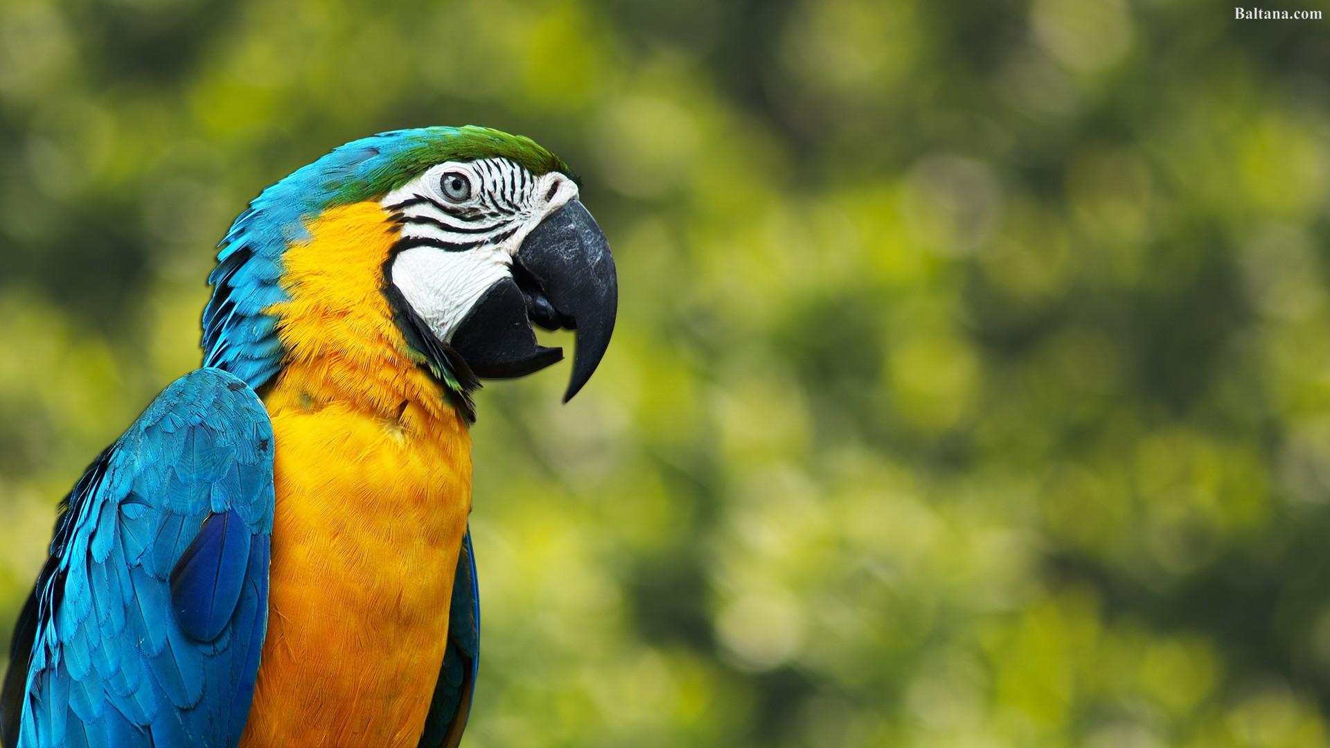 Parrot Wallpapers HD Backgrounds, Image, Pics, Photos Free Download